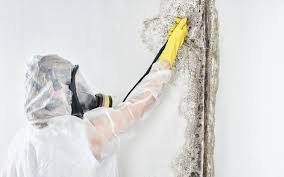 Mold Removal for HVAC Installations in Southgate, FL